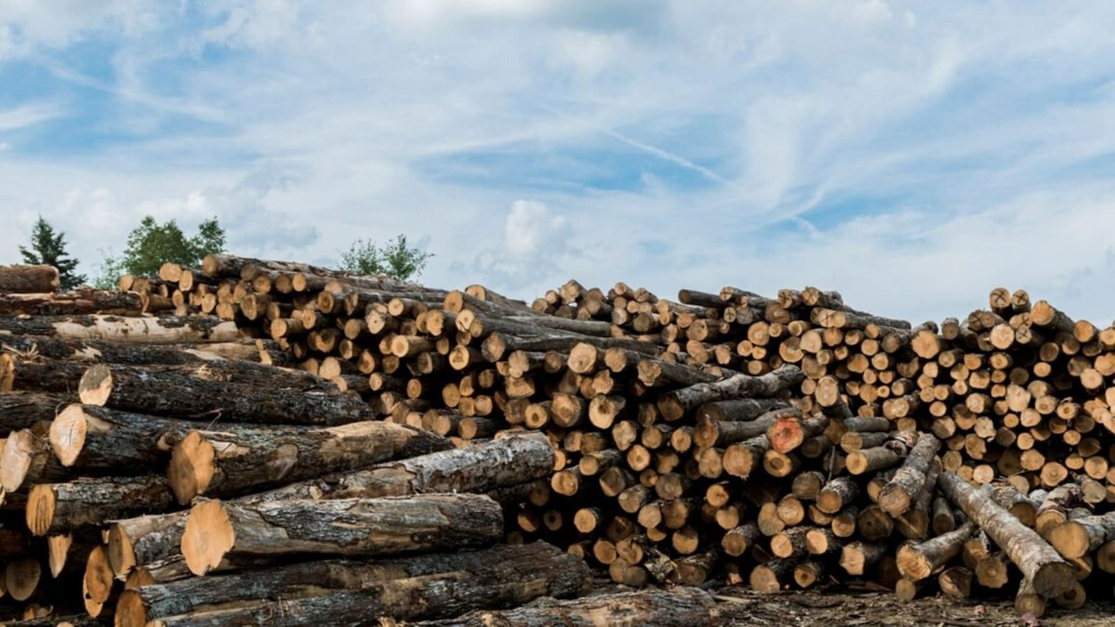 Bill Gates-backed startup to use old wood to remove carbon from the air